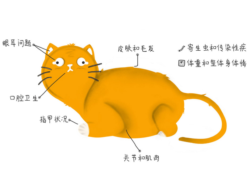 Senior Cat Health Check by Violet Jiang on Dribbble