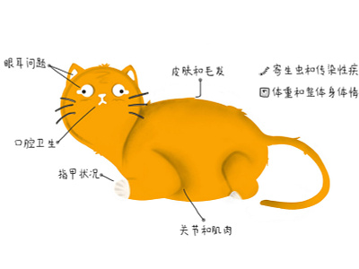 Senior Cat Health Check illustration procreate