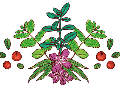 Herbal composition botanical design drawing herbal illustration photoshop wacom
