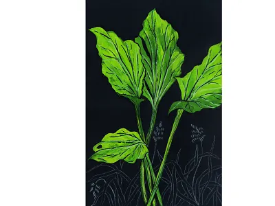 Plantain botanical drawing go hand drawing herbal illustration pencil