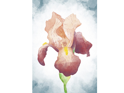 Iris flower botanical drawing flower photoshop wacom