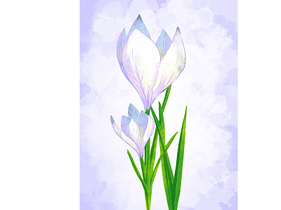 Crocus flower botanical drawing flower illustration photoshop wacom