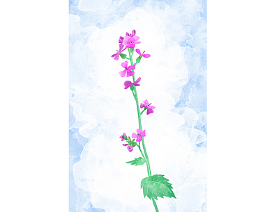 Night violet flower botanical drawing flower illustration photoshop wacom