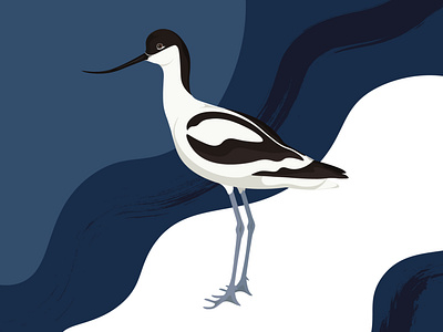 Bird Illustration