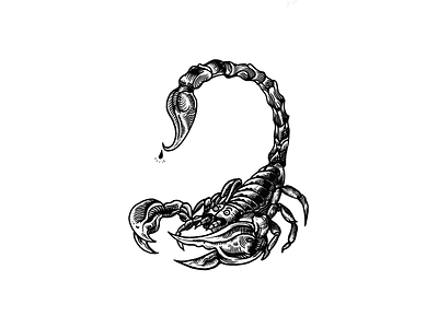 Scorpion black blackwork design draw illustration ink