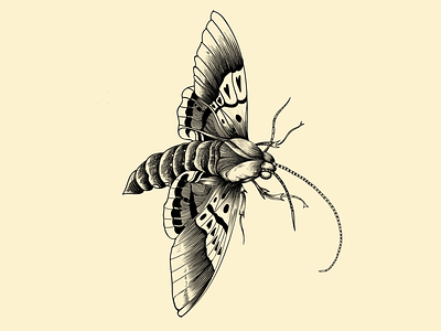 Bug blackwork bug design etching insect insecto ipad pro linework