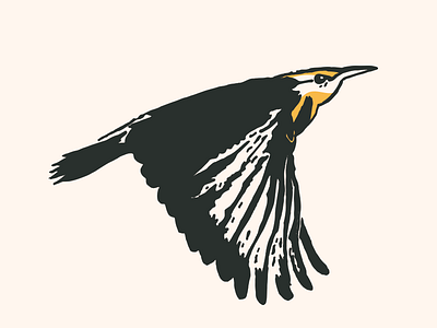 Meadowlark Illustration drawing illustration meadowlark nebraska state bird vector