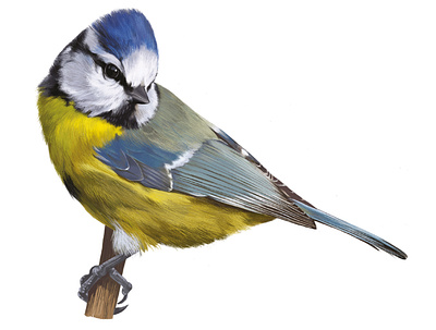 Bird - Tit bird illustraion ipadpro nature procreate tit