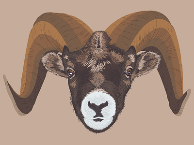 Ram Illustration animal fur goat horn horns illustration new ram vector