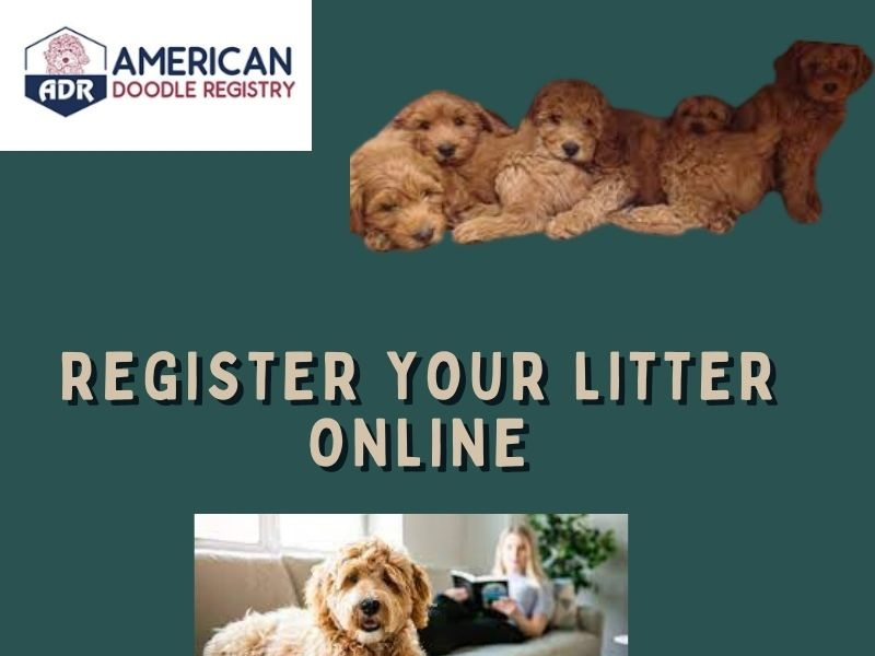 Register Your Litter Online by Pawan Sharma on Dribbble