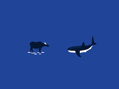 Carabao and Butanding 2d animal art character concept flat graphic design illustration shark vector whale
