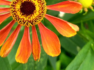 Close-up photo of a zinnia flower