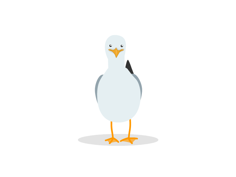 Seagull 2d animation bird animation flat art illustration seagull