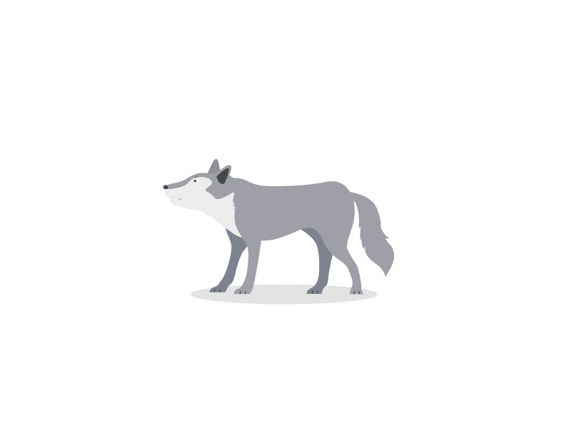 Wolf 2d animation animal animation animation flat art illustration wolf