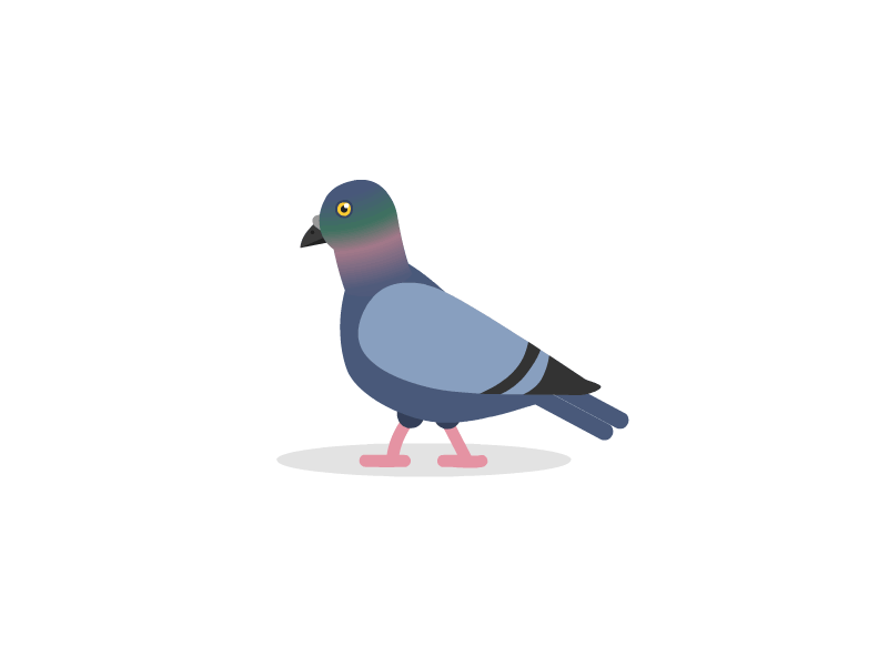 Pigeon 2 2d animation animation bird animation colors flat art illustration pigeon