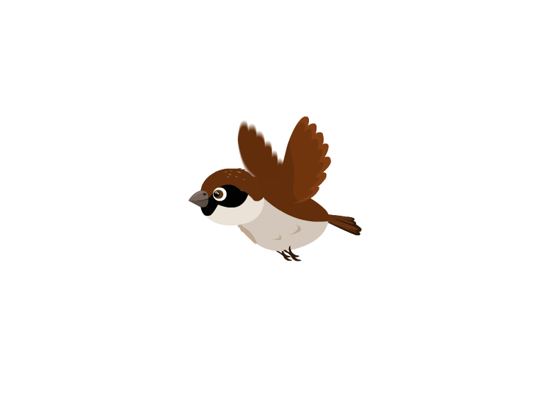 Sparrow 2d animation animation bird animation flaying sparrow illustration sparrow animation