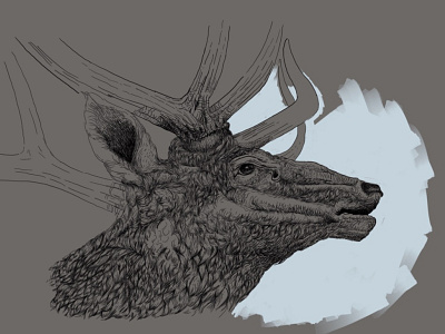 Bull Elk fishing harvesting hunting hunting t shirt design illustration ink lineart pen procreate sketch taxidermy