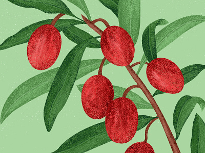 Botanical Illustration botanical fruit green illustration nature plant red