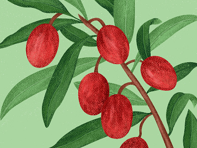 Botanical Illustration