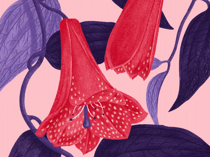 Botanical Illustration botanical bud flower gif illustration pink process red violet