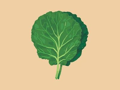 Lettuce alface comida diet digital paint digital painting food illustration lettuce nutrition nutritional nutritionist