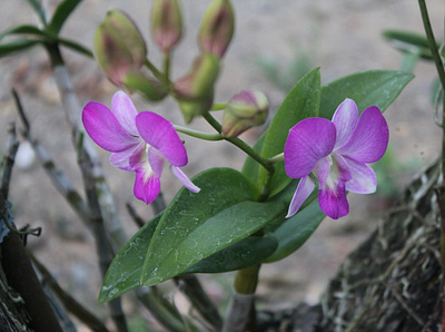 Violet Orchids