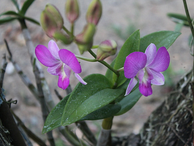 Violet Orchids