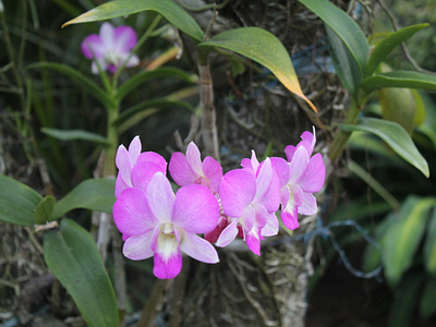 Pink Orchids