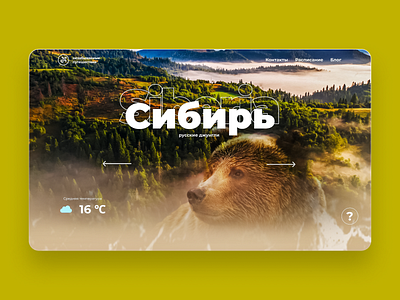 Site blog animals bear designer siberia site ui ux webdesign