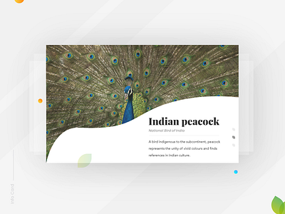 Info Card - Daily UI:: #045 app bubbles color dailyui gradient india indian peacock info card infocard mobile peacock ui