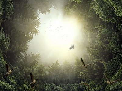 Escape abstract design digitalart forestry graphicdesign nature photomanipulation photoshop trees