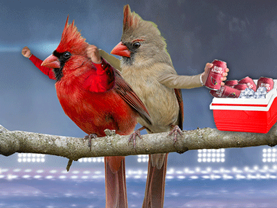 Bud Light, Birds With Arms birds with arms bud light cardinals imgur