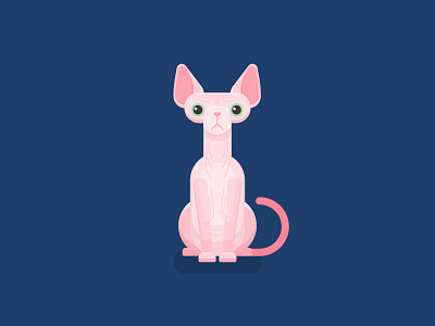 Sphynx Cat design graphic design illustration vector