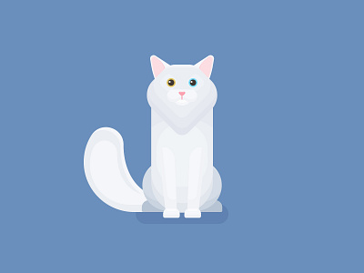 Turkish Angora Cat design graphic design illustration vector