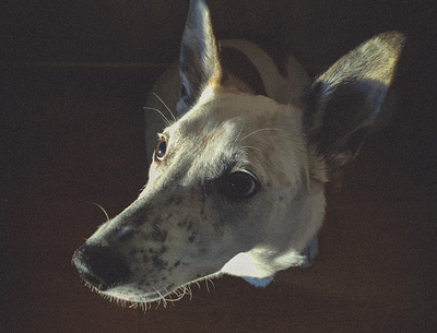 Sharlin animal cozy dog grain mobile photo photo portrait sunlight warm