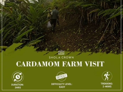 Cardamom Farm Visit