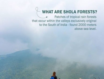 What are Shola Forests? munnar resort travel