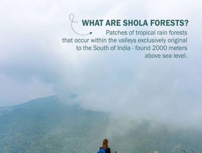 What are Shola Forests?