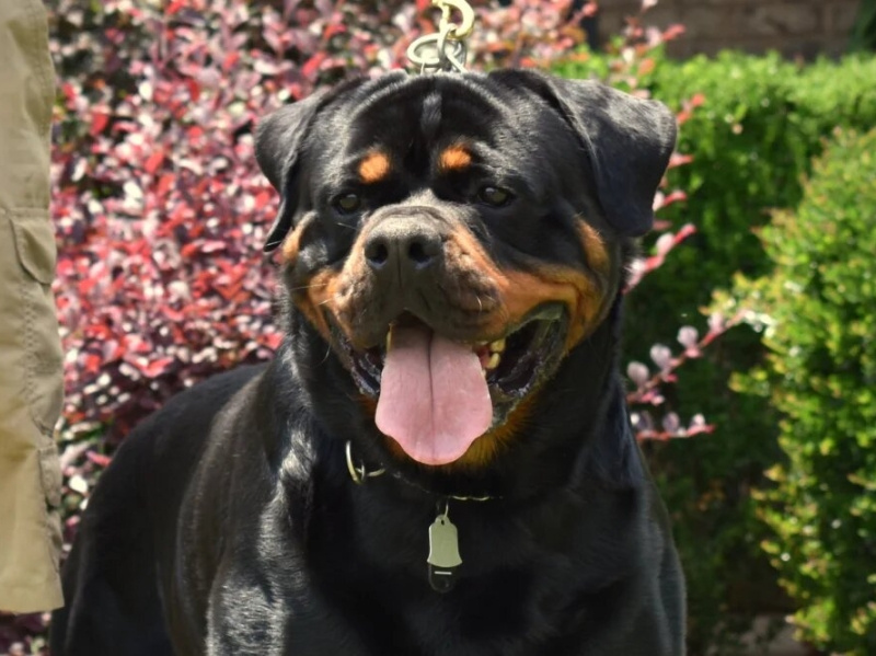 Training Your Rottweiler by Vom Hause Stan on Dribbble