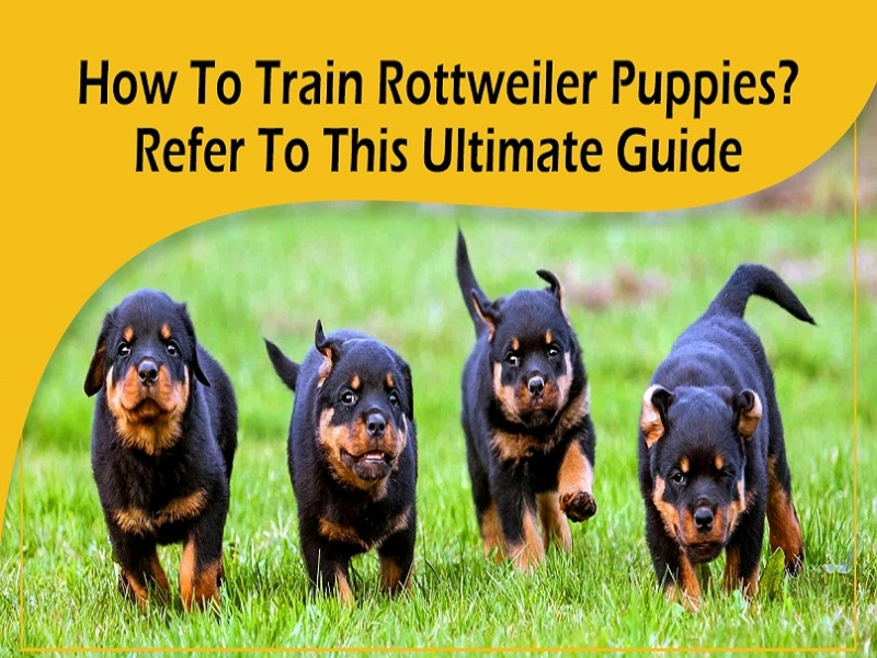 How To Train Rottweiler Puppies? Refer To This Ultimate Guide by Vom
