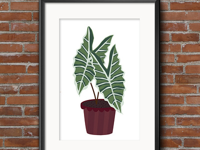 Plant Illustrations