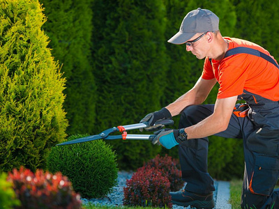 Gardening Services - Hire a Gardener Near You - Ohhpro garden care ulsoor gardener near me