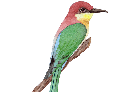 Watercolor Bee-eater bird painting