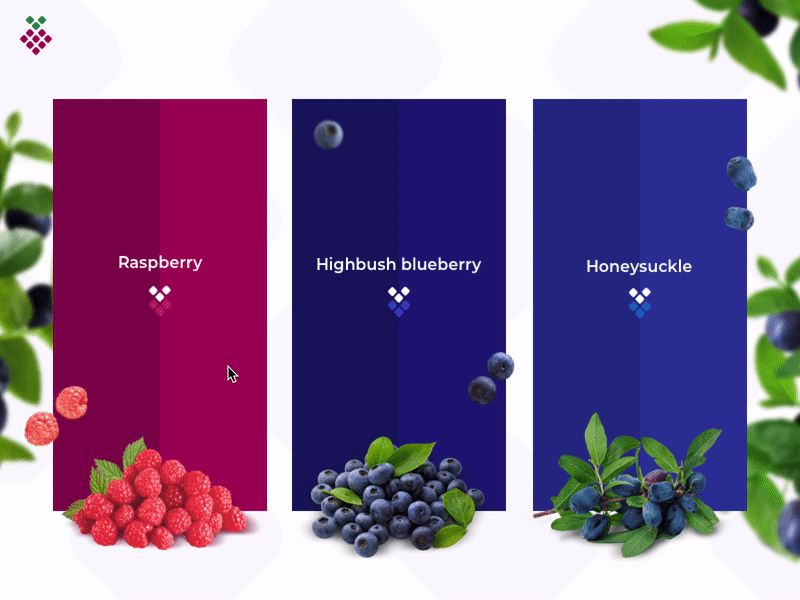 Family Garden animation berries design interaction ui web design website