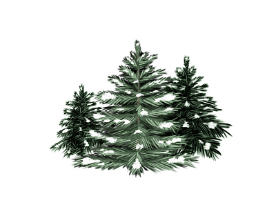 Pine Tree illustration crosshatch crosshatching pine pine tree snow texture tree trees winter