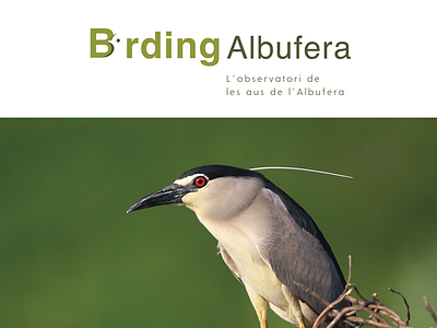 Branding Birding Albufera branding flat font identity letters logo logotype paper simple type