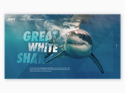 1# Great White Shark design shark water web web design webdesign