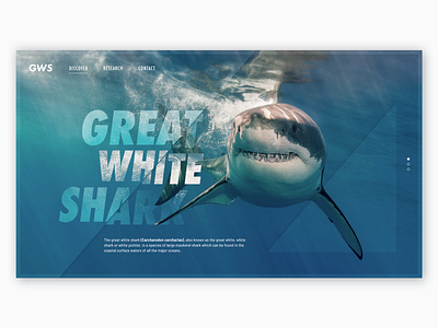 1# Great White Shark