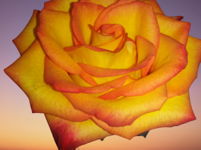 Sunset Rose background design graphic design nature nft photo photo editing photography rose sunset