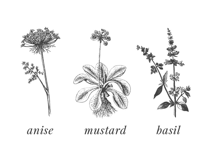Herbology Etchings by Cassandra Reffner on Dribbble